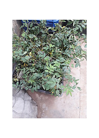 product-img-8