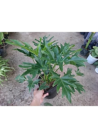 Cây trầu bà cánh phượng - cây cảnh để trong nhà + tặng phân bón cho cây