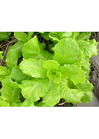 Hạt giống xà lách ăn non baby VTP119