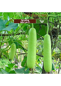 Hạt Giống Bầu Lai Greenhome, Gói 1gr~10 hạt, Dễ Trồng Quanh Năm, Nảy Mầm Cao, Thu Hoạch Nhanh, Năng Suất Cao T09