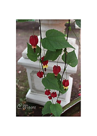 Cây Lồng Đèn - cây cảnh vườn + tặng phân bón cho cây