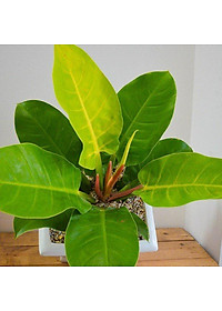 Cây trầu bà đế vương vàng - cây cảnh để bàn + tặng phân bón cho cây