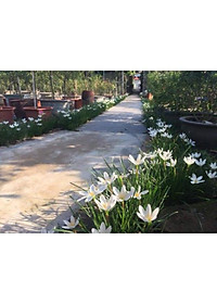 Cây huệ mưa (trắng) - cây cảnh vườn + tặng phân bón cho cây