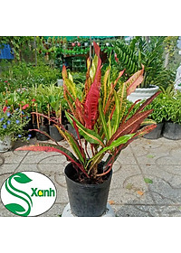 Cây lá màu gia huy - cây cảnh để trong nhà + tặng phân bón cho cây