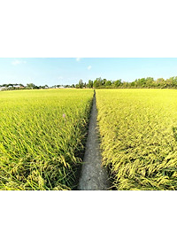 Gạo ST25 Vinaseed Túi 5Kg - Đặc Sản Sóc Trăng, Sản Xuất Từ Vùng Lúa Tôm - Cơm mềm dẻo, vị đậm ngọt, thơm đặc trưng