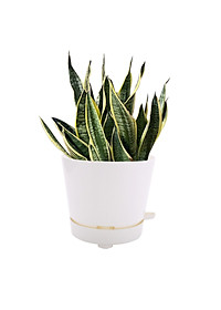 product-img-10