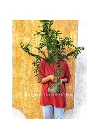 product-img-5