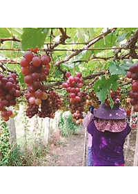 Cây Nho Giống Đỏ Red Cardinal Trái To - cây ăn quả + tặng phân bón cho cây mau lớn