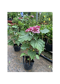 Cây trang thơm - cây cảnh để trong nhà + tặng phân bón cho cây