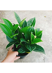 Hòn Ngọc Viễn Đông - cây cảnh để bàn + tặng phân bón cho cây