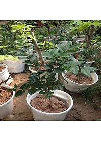 Cây nho thân gỗ tứ quý - cây ăn quả