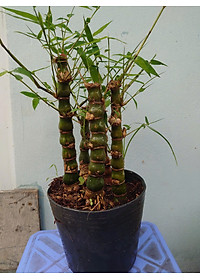 Cây Trúc Quan Âm - Trúc Phật Bà - Cây trúc đùi gà - cây tre đùi ếch