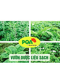 Bổ Thần Kinh PQA Hỗ Trợ Kiện Tỳ An Thần, Giảm Các Triệu Chứng Suy Nhược Thần Kinh Hộp 12 Gói