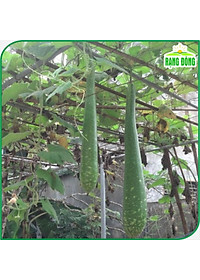 Hạt Giống Bầu Sao Lai F1 Trái Dài, Siêu Đậu Trái, Dễ Trồng - Hạt giống Rạng Đông
