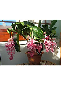 Hòn Ngọc Viễn Đông - cây cảnh để bàn + tặng phân bón cho cây