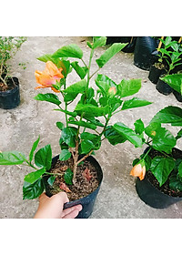 Cây Hoa Dâm Bụt cánh kép (Màu Cam) - cây cảnh để trong nhà + tặng phân bón cho cây