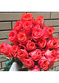 Bột Dưỡng Hoa Hồng Lâu Tàn (Set 10 hộp 1 hộp 10 gói tiết kiệm) giúp hoa luôn tươi mới, cánh hoa hồng cứng cáp gấp 2 lần và trong 14 ngày không thối nước hay cắt tỉa gốc hoa (hiệu Longlife nhập khẩu Israel)