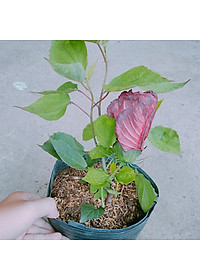 product-img-7