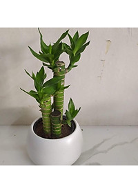 Cây Phát Tài Chậu Sứ Tròn - cây cảnh để bàn làm việc