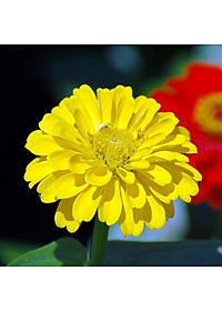 Hạt Giống Hoa Cúc Lá Nhám Vàng Chanh Gói 1gram Sen Vàng