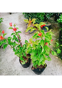 Cây Hoa Giấy Đỏ Lửa - cây cảnh để bàn + tặng phân bón cho cây