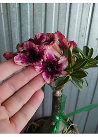 Cây Sứ Thái Kép Hoa Tím - cây cảnh để trong nhà + tặng phân bón cho cây