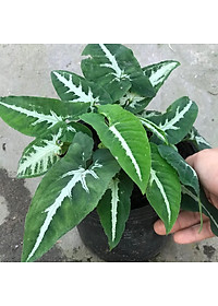 Trầu Bà Nhung - cây cảnh để bàn + Tặng phân bón cho cây mau lớn