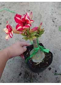 Cây Hoa Sứ Thái Ghép (giao màu ngẫu nhiên)