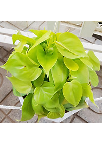 Cây trầu bà vàng - cây cảnh để trong nhà + tặng phân bón cho cây