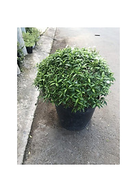 Mai Chỉ Thiên - cây cảnh trong nhà + Tặng phân bón cho cây mau lớn