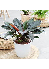 Trầu Bà Đế Vương - cây cảnh để trong nhà + tặng phân bón cho cây