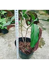 Cây Hoa Thiên Phúc - cây cảnh đẹp