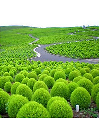 Hạt giống Cỏ Đổi Màu Hà Lan VTS145