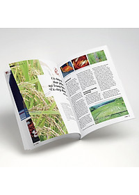 Cá Koi Vietnam - Tập 16