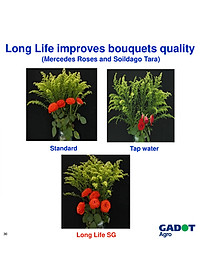 Bột Dưỡng Hoa Hồng Lâu Tàn (Set 10 hộp 1 hộp 10 gói tiết kiệm) giúp hoa luôn tươi mới, cánh hoa hồng cứng cáp gấp 2 lần và trong 14 ngày không thối nước hay cắt tỉa gốc hoa (hiệu Longlife nhập khẩu Israel)