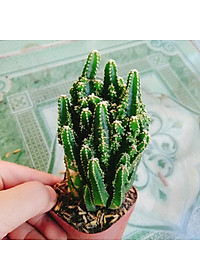 Xương Rồng Thanh Sơn - cây cảnh để bàn