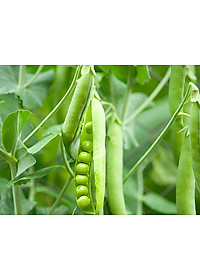 Hạt Giống Đậu Hà Lan 50 Gram Rạng Đông