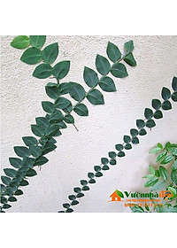 Cây tắc kè thái - cây cảnh vườn + tặng phân bón cho cây