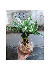 Cây Ngọc Ngân Thủy Sinh - cây cảnh phong thủy để bàn