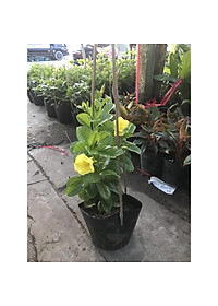 Cây Huỳnh Đệ (thân leo) - cây cảnh vườn + Tặng phân bón cho cây mau lớn