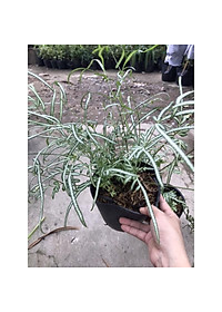 Cây Lữ Phụng Tiên - cây cảnh để bàn + tặng phân bón cho cây