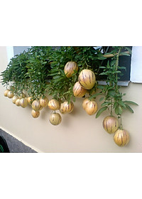 Hạt giống Dưa hấu Nam Phi Pepino F1 VTS151