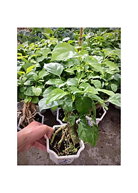 Cây hạnh phúc bonsai cao 25-30cm - cây cảnh để bàn