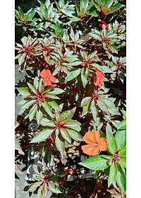 product-img-4