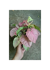 Cây Trầu Bà Hồng - Cây cảnh mini để bàn + Tặng phân bón cho cây