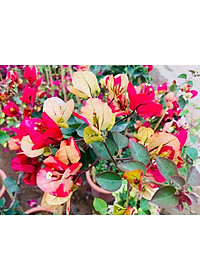 Cây hoa giấy đổi màu Ấn Độ - cây cảnh để bàn + tặng phân bón cho cây