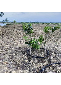  Phân bón hòa tan Isarel 13-40-13+Te không bị lắng cặn trong nước dùng qua hệ thống tưới nhỏ giọt hay tưới phun sương giúp xử lý ra hoa đồng loạt, kích thích ra hoa cho cây