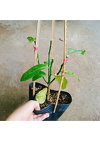 Cây chanh tứ quý - cây ăn quả + tặng phân bón cho cây