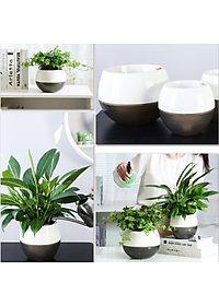 Chậu tự tưới MONROVIA I0 dành cho hoa, cây cảnh, trang trí nhà cửa, văn phòng