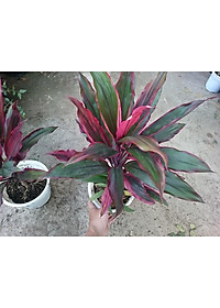 Cây phát tài đỏ - cây cảnh để trong nhà + tặng phân bón cho cây